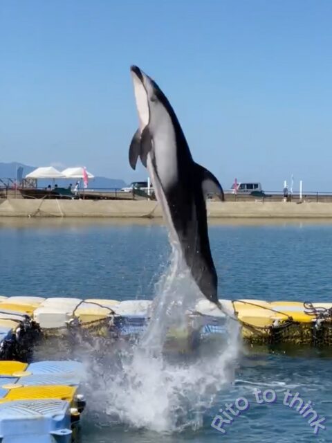 イルカがジャンプしている画像