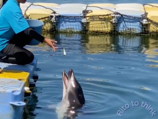 イルカに餌を与えている画像